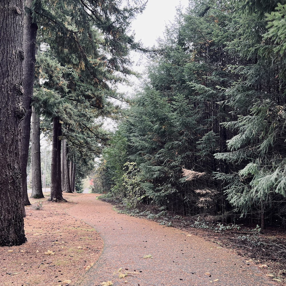 Photo of a concrete pathway through tall trees